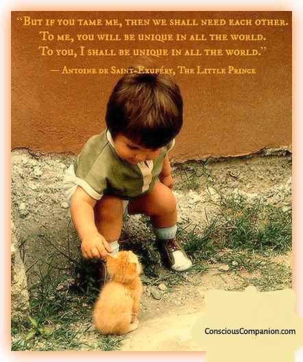 the-little-prince-conscious-companion-cats-kitten_kids.jpg