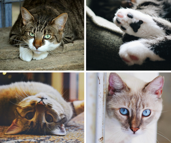 cat collage.png