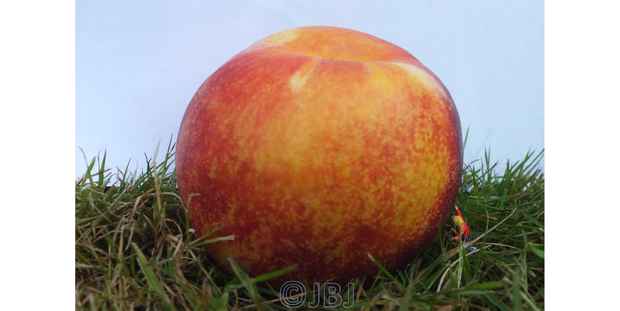 Giant peach