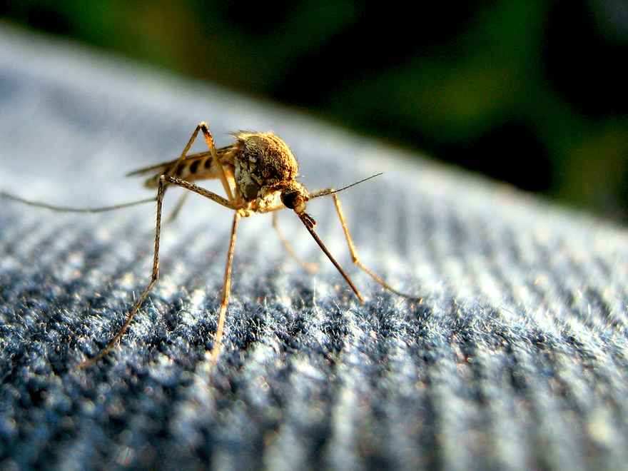 natuurlijke-middelen-tegen-muggenbeten
