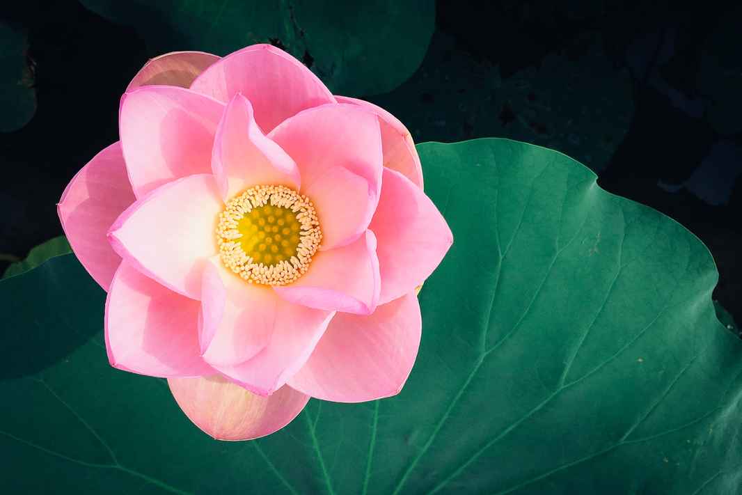 lotus pink fra oven