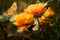 orange sommefugl og blomst