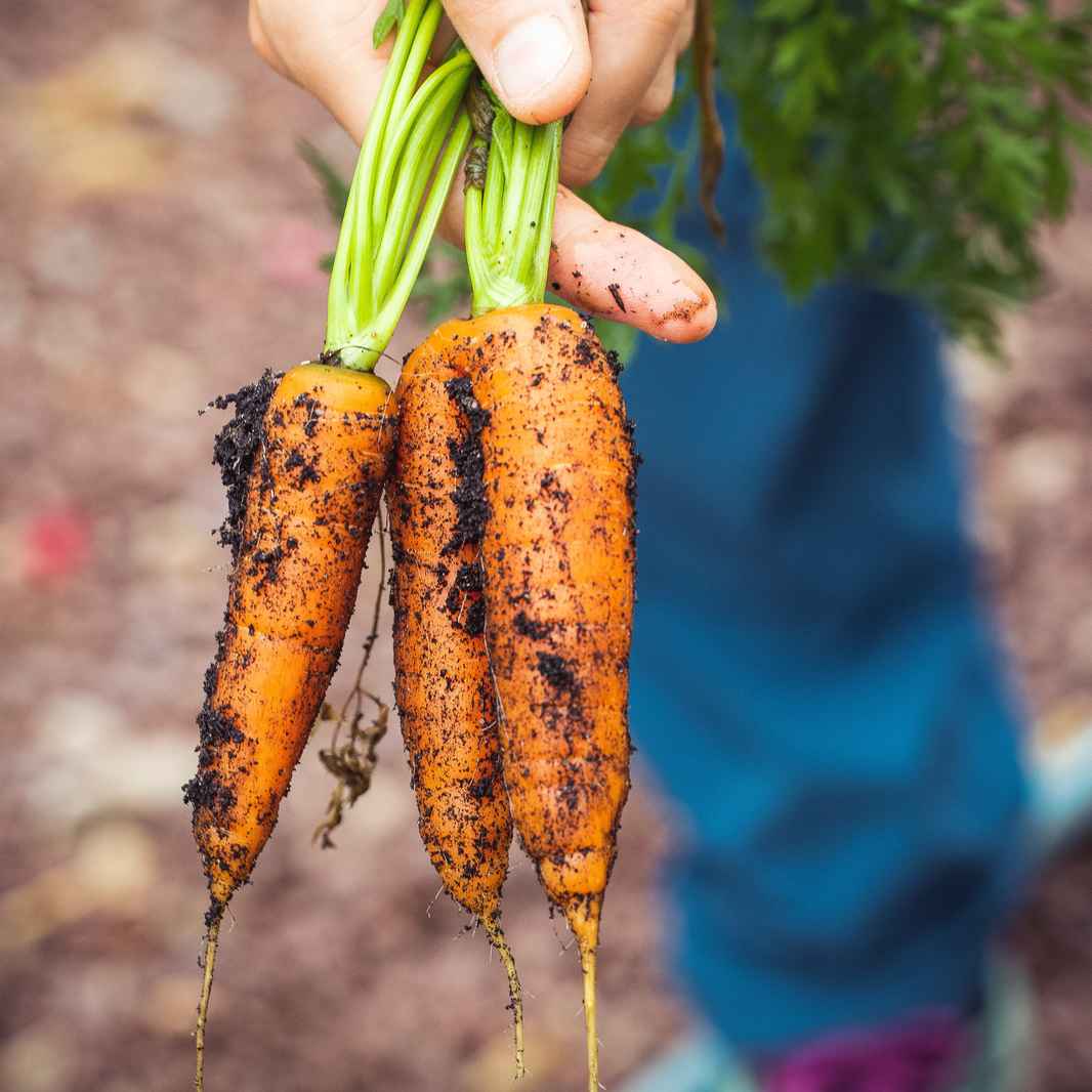 carrots-dirty-fresh-vegetables-1268101-edited