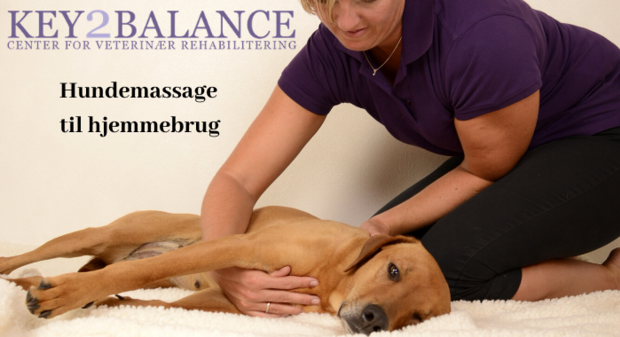 Hundemassage til hjemmebrug simplero