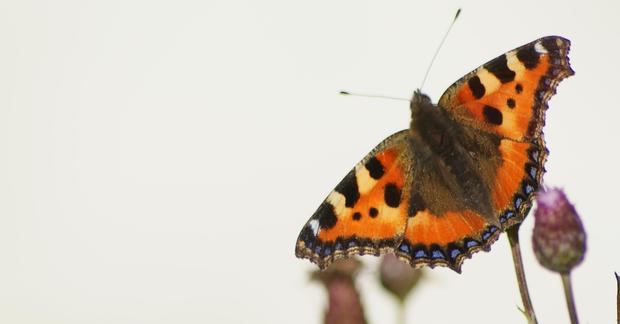 2114-livskraft-sommerfugl-shamanistisk-brevkasse-1200x628