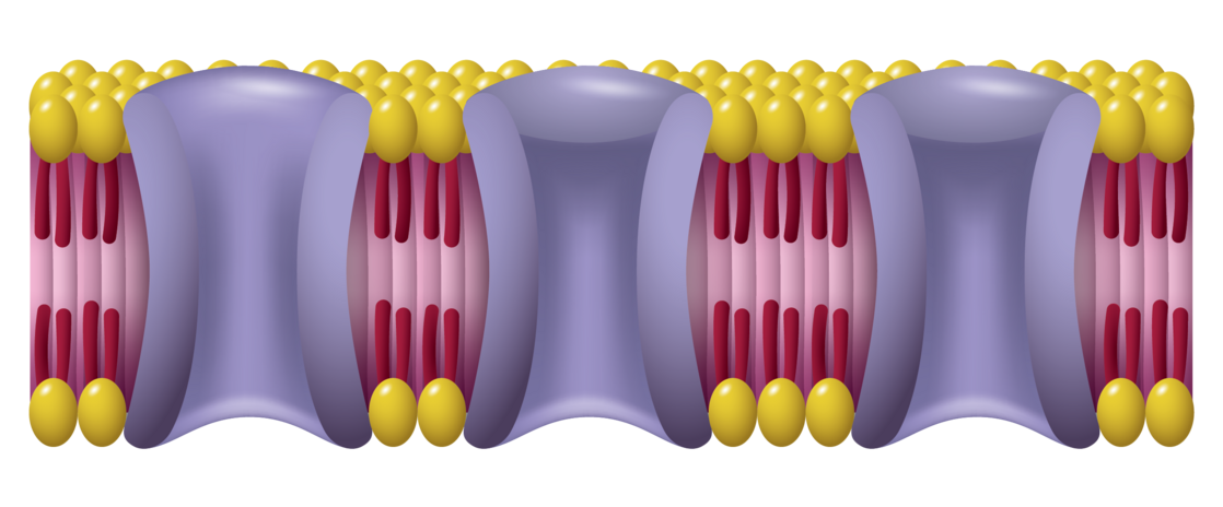 cell membrane short.png