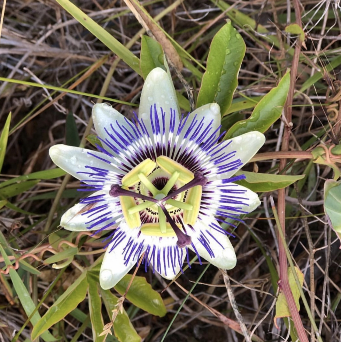 Janet's passion flower square thumb nail.png