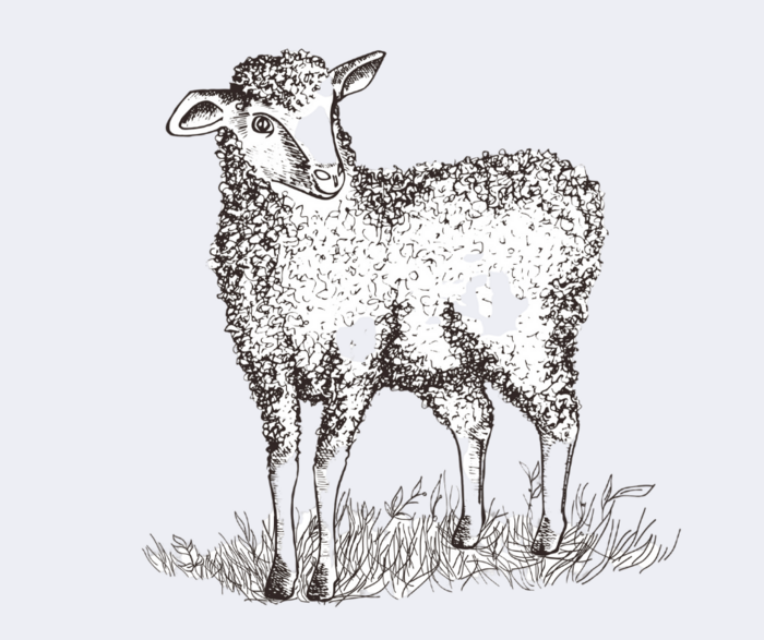 sheep on mauve