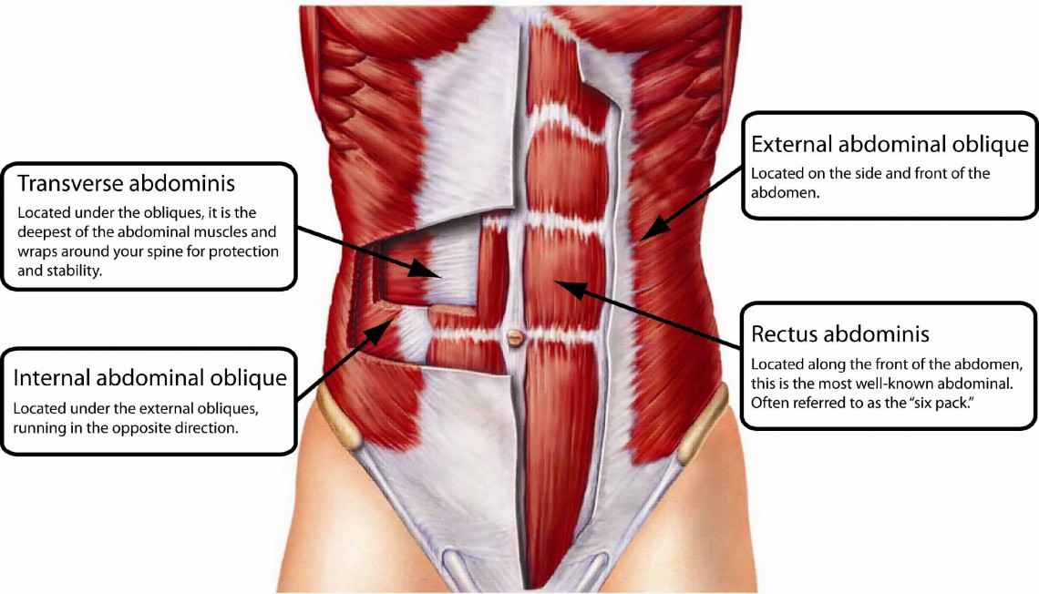 Abdominal-Muscles
