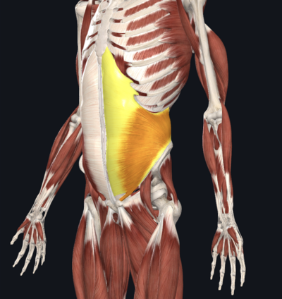 internal obliques