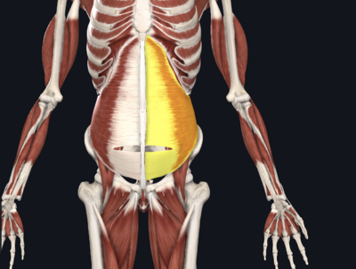 Transverse abs anterior view