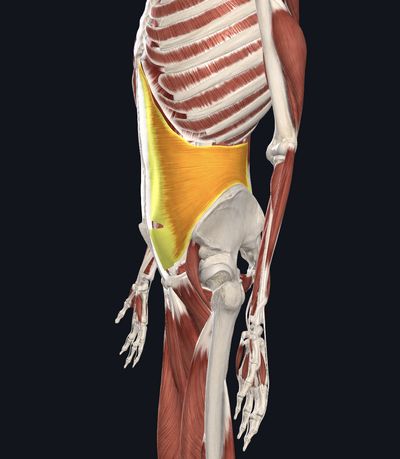 Transverse abs lateral view