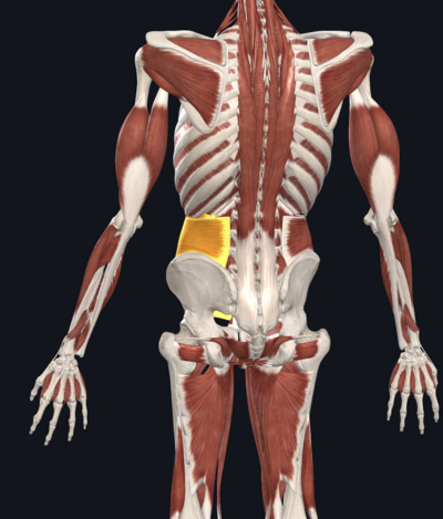 Transverse abs posterior view