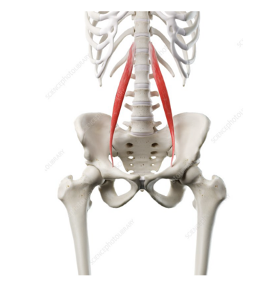 Psoas Minor