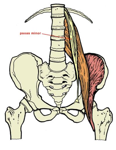 Applied Anatomy - Psoas Minor 2