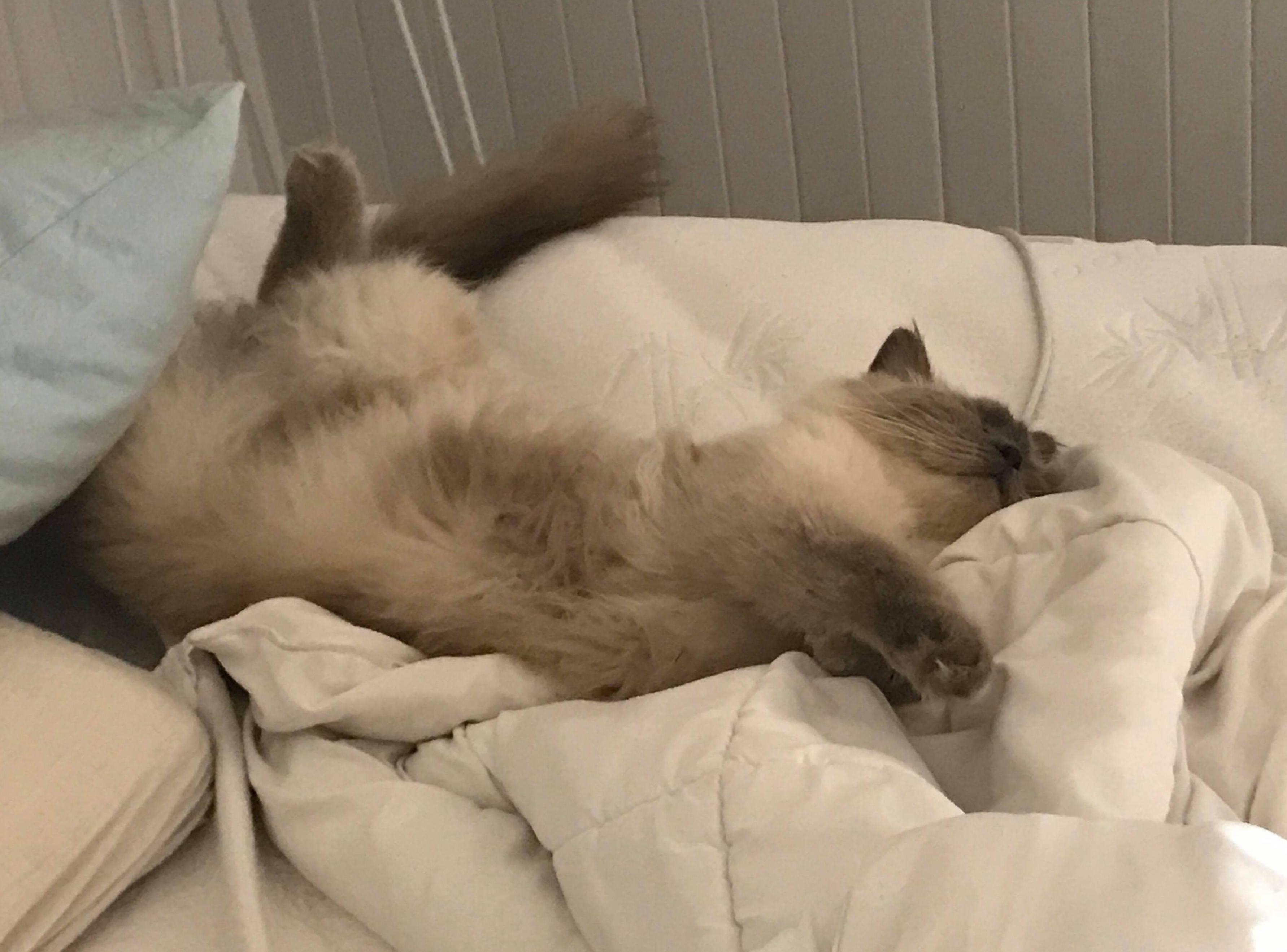 Three things new mums can learn from cats Anna Cusack