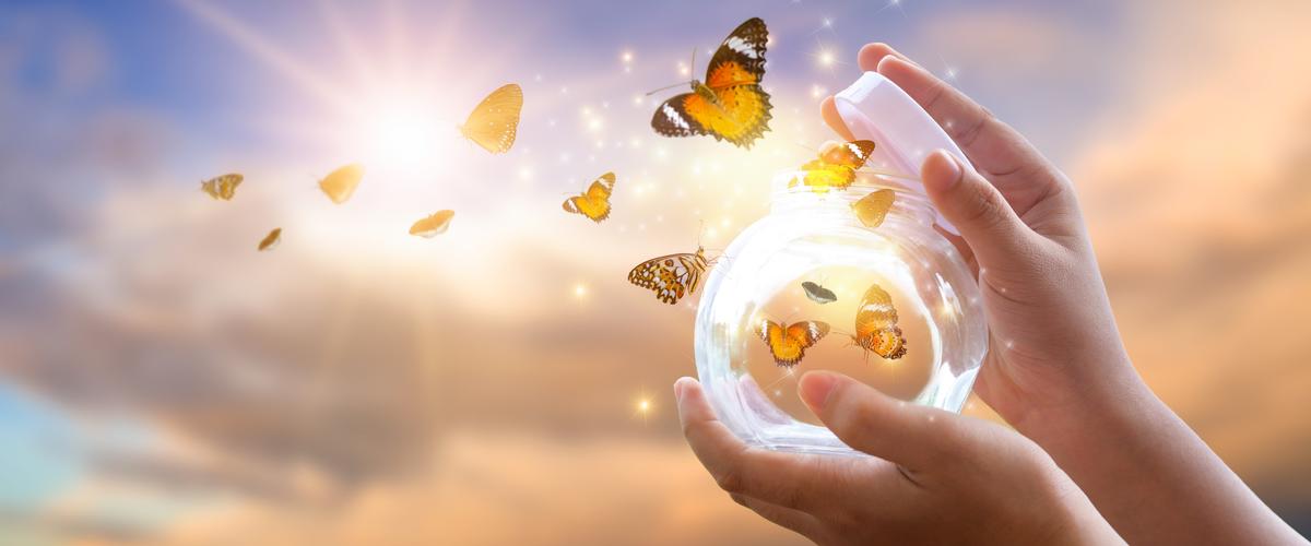 Sommerfugle sættes fri i gyldent lys 