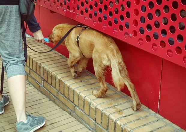 14364683_10155297898289358_2916877495344896941_n