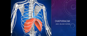 9 The Diaphragm METAphysio