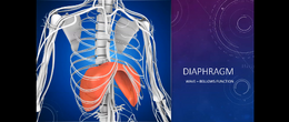 9 The Diaphragm METAphysio