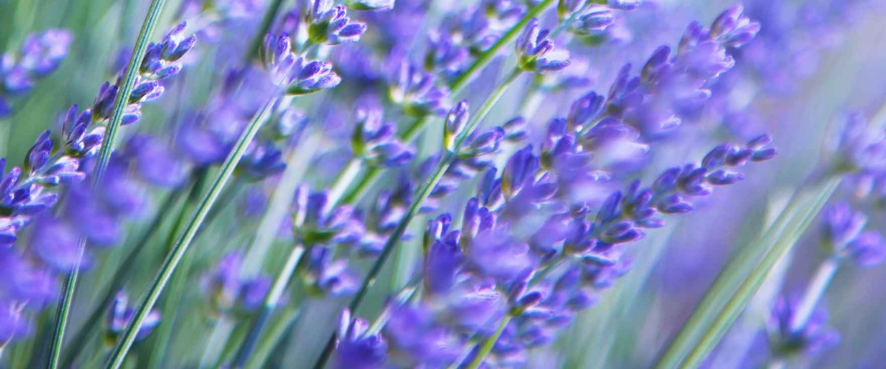 2228-lavendel-blomst-lilla-blaa-staengler-2880x1200