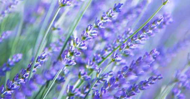 2230-lavendel-blomst-lilla-blaa-1200x628