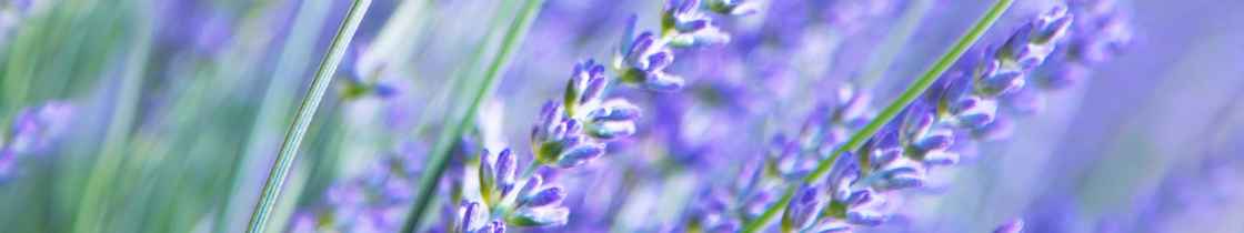 2231-lavendel-blomst-lilla-blaa-1600x300.jpg