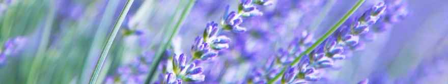 2231-lavendel-blomst-lilla-blaa-1600x300
