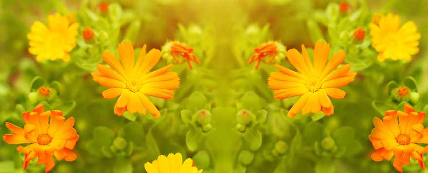 flowers.marigold panorama.dreamstime_xxl_116155377