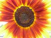 Sonnenblume 05_Loewe-Sonnenblume Kopie