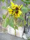 Sonnenblume 10b_Steinbock Sonnenblume Kopie