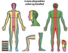 6 zone akupunktur