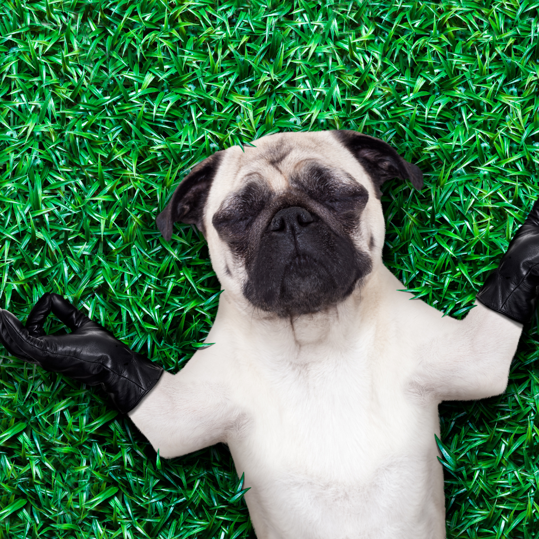 Stock Photo Peaceful Pug Dog