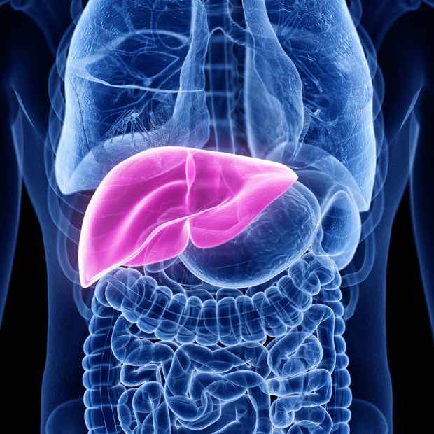 bigstock-liver chest abdomin rendered-medically-accurate square closer