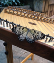 butterflyhdlindaratcliff-01-jpg