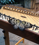 butterflyhdlindaratcliff-01-jpg