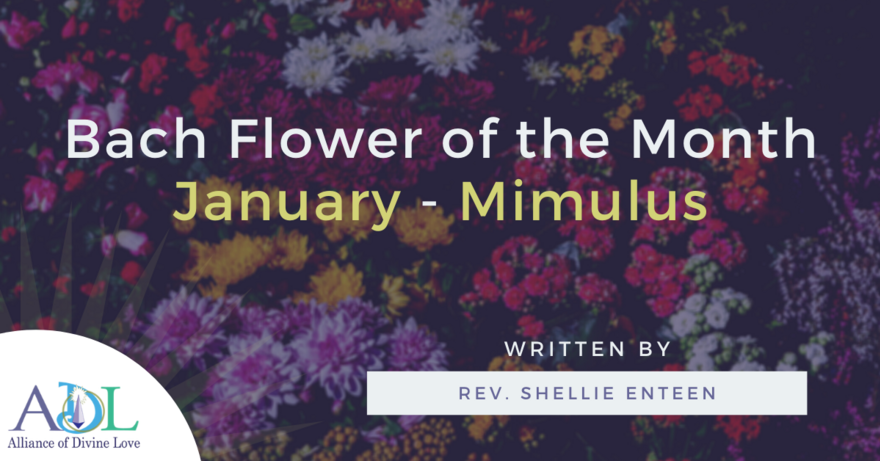 ADL Blog-Bach Flower of the Month_Mimulus-2021_01