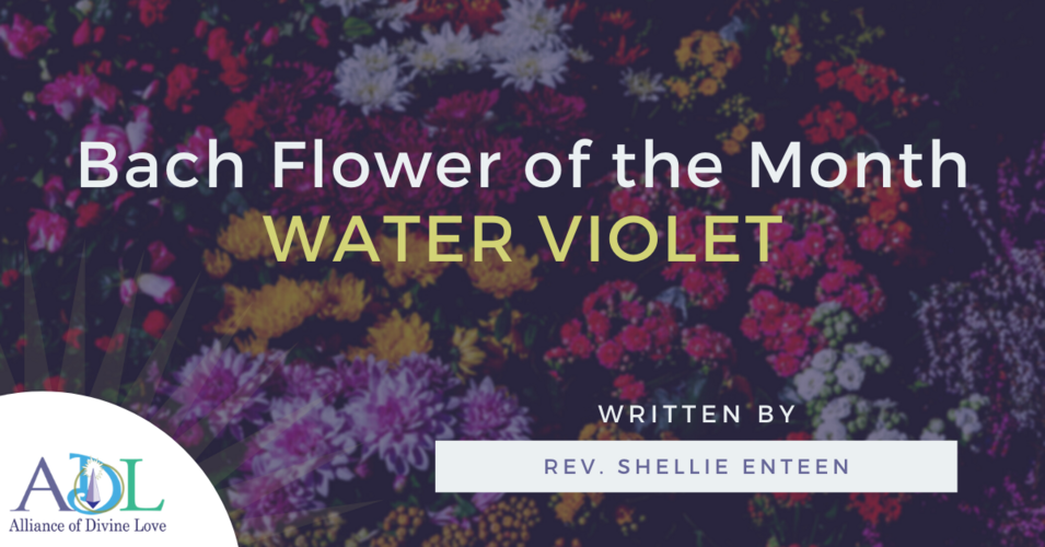 ADL Blog-Bach Flower of the Month_Water Violet-2021_02