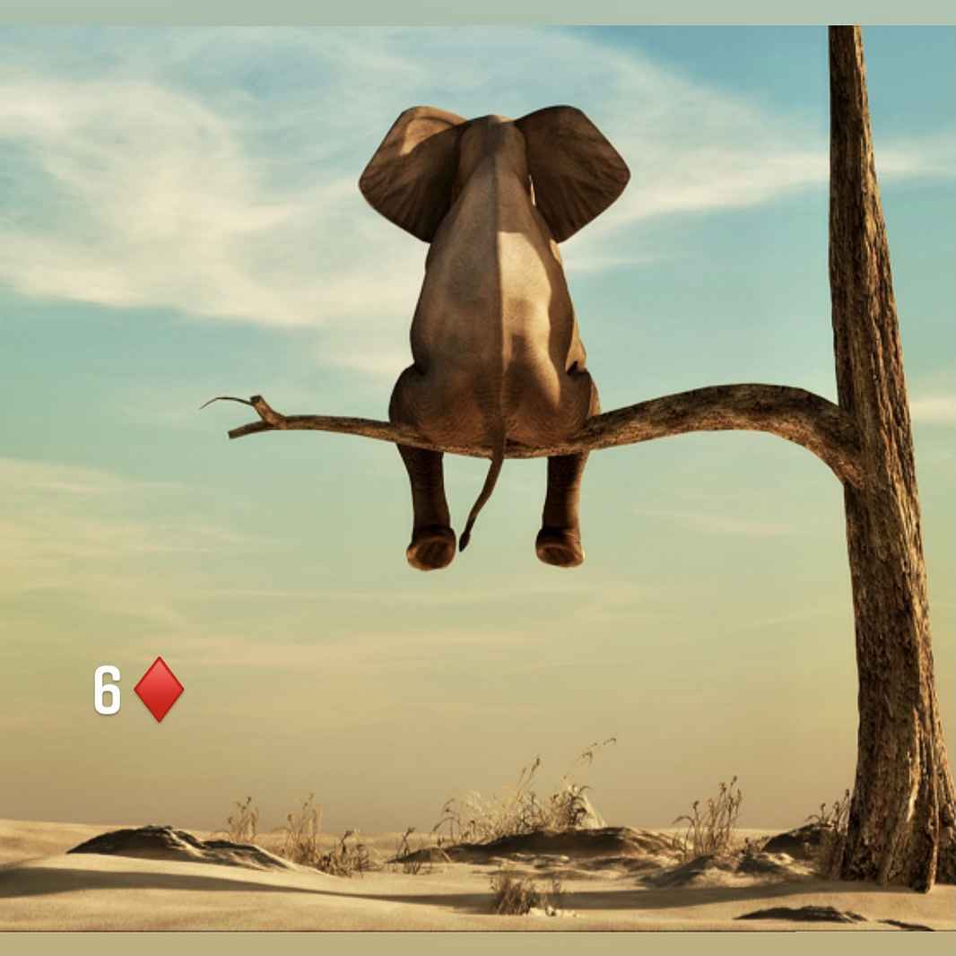 6 of Diamonds: Elephant sitting on tree branch