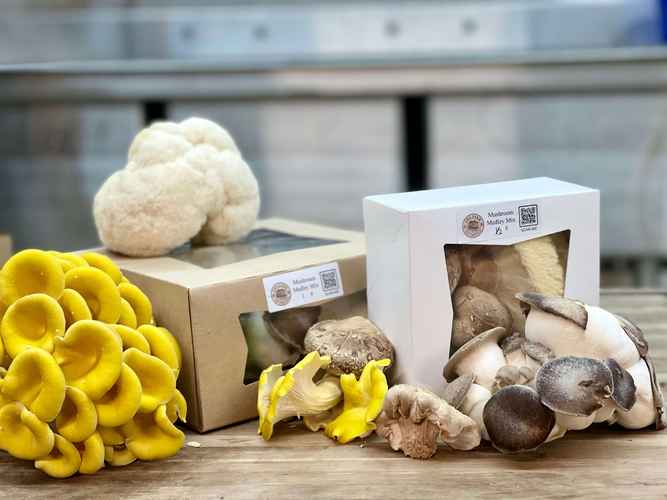 Mushroom- Sales- Product- Packaging- FOC