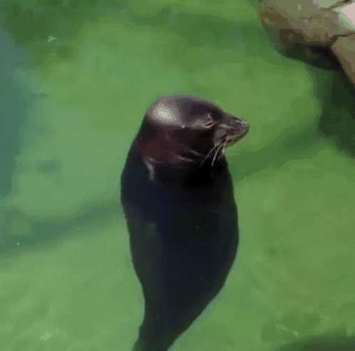 gif_seal spinning square