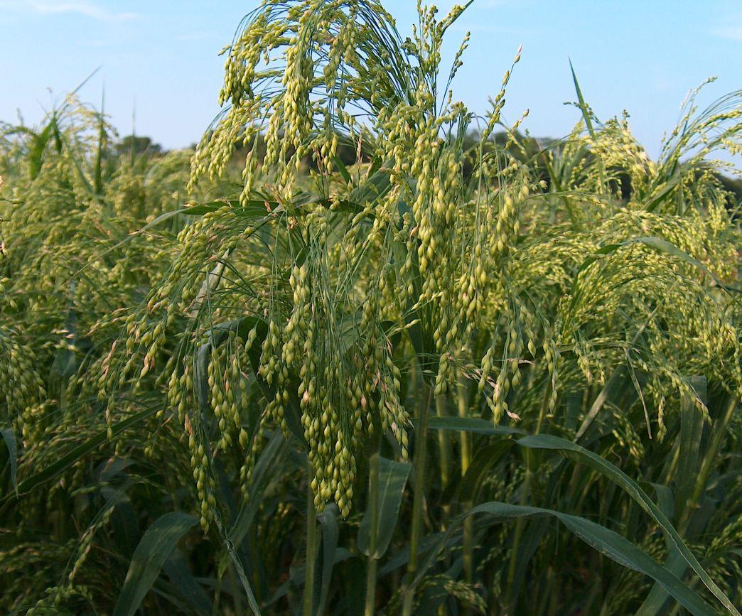 Hirse-Merkur