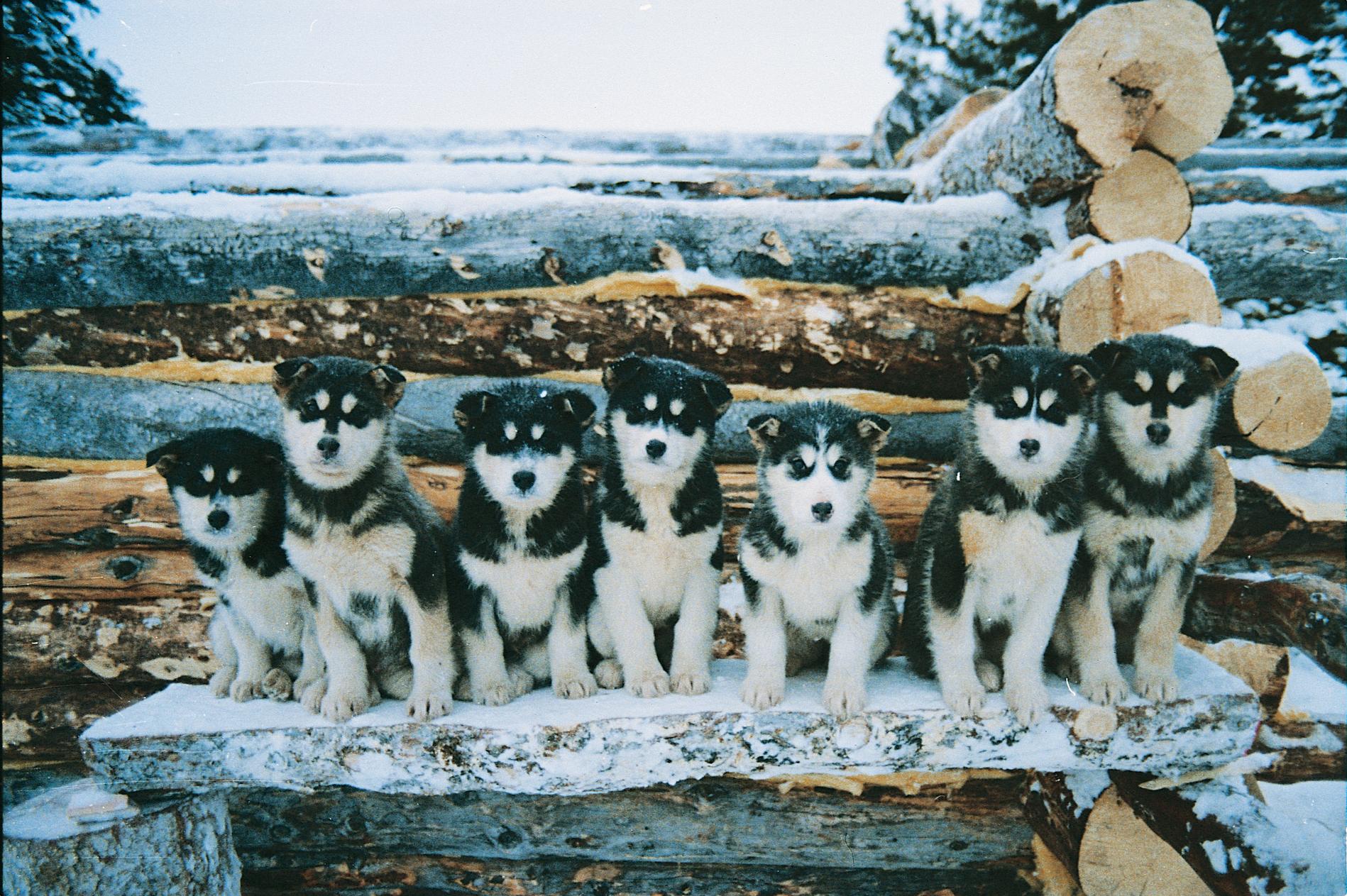 Huskyvalper