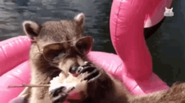 gif_racoon chilling in a pink flamingo