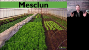 GF15-WinterGrowingSuccess-M5L6-Mesclun