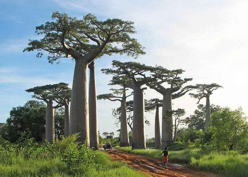 BaobabTree