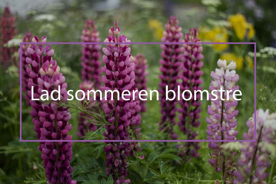 Blomster