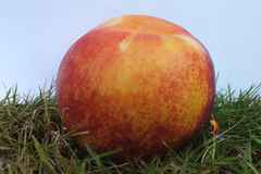 giant-peach-this-one-right-size-edited