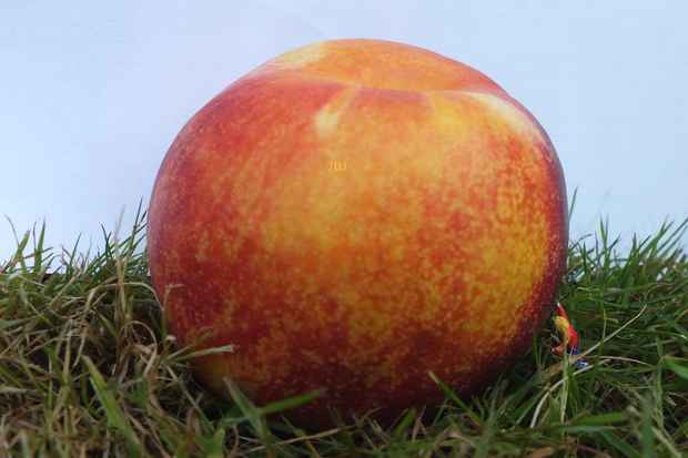 giant-peach-this-one-right-size-edited
