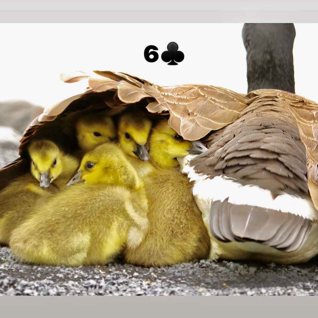 6 of Clubs: Baby ducks; calming presence